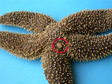 👍 Water Vascular System In Starfish What Are The Parts Of The Water