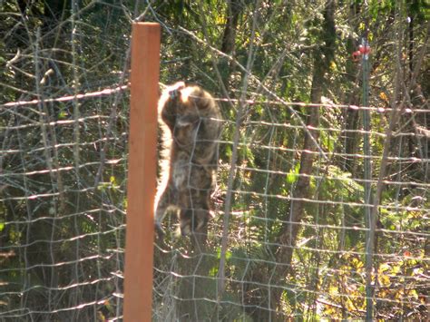 Electric fencing can be dangerous but are a helpful tool for people who own farm livestock or horses, or who need added security. The New Dharma Bums: Not Raccoon-Proof Fence