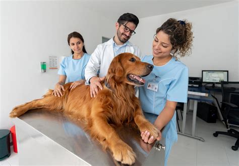 Animal Dermatology A Team Approach Vet Advantage