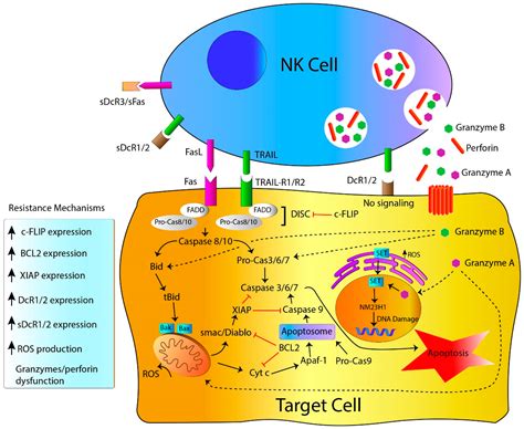 IJMS Free Full Text Mechanisms Of Apoptosis Resistance To NK Cell