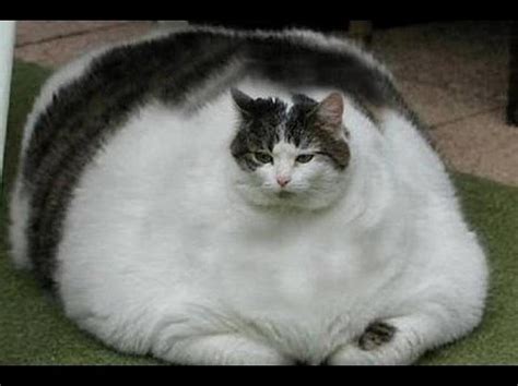 the fattest cat in the world