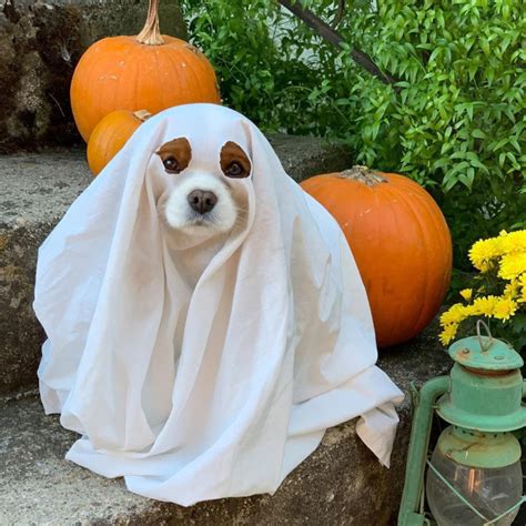 Terrifying Gallery Of Ghost Dogs
