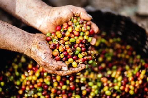 Going Beyond Cafés Transparent And Community Driven Coffee Farming F