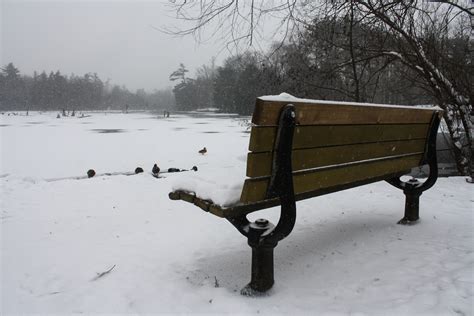 Free Images Landscape Nature Outdoor Snow Cold Bench Lake