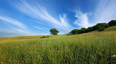 Green Summer Field And Lone Tree Stock Image Image Of Clear Grass