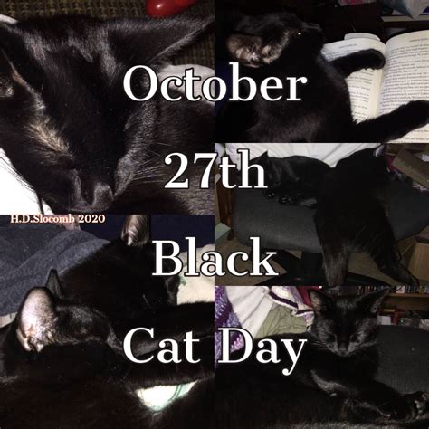 Due To Superstitions Claiming That Black Cats Are Bad Luck They Are