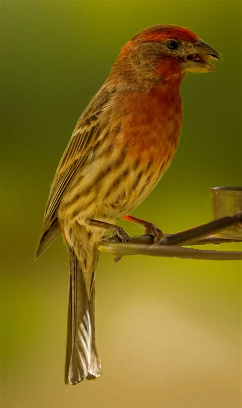 House Finch The House Finch Haemorhous Mexicanus Is A Bi Flickr