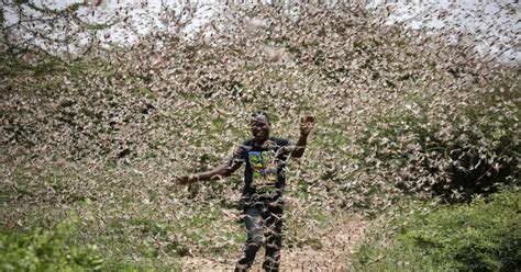 locust plague up to 20 times worse than last could devastate africa