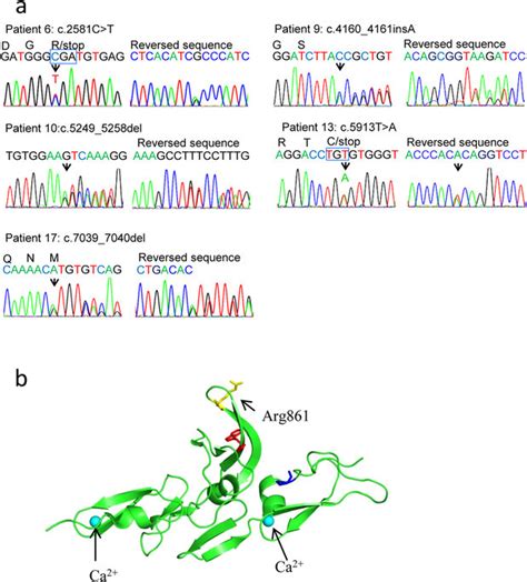 Disruptive Mutations And Protein Structure A Sanger Sequencing Download Scientific Diagram