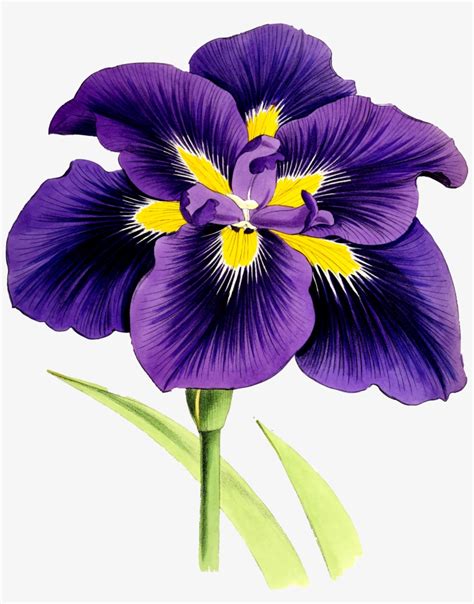 Iris Flowers Clip Art Images Best Flower Site