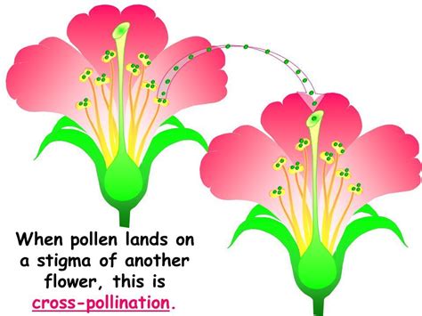 Difference Between Self Pollination And Cross Pollination Protonstalk