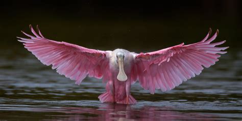 Roseate Spoonbill Wings Stretched Wide Fine Art Photo Print Photos By