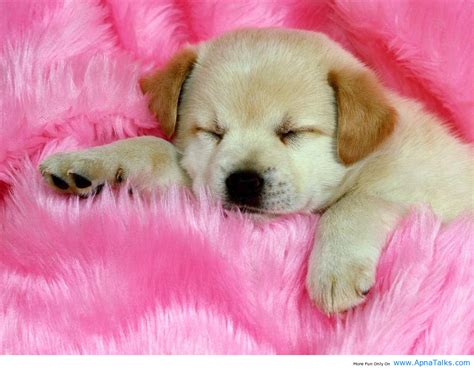 48 Cute Baby Dog Wallpaper On Wallpapersafari