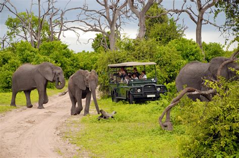 Big 5 African Animals Safari Animal Facts National Geographic