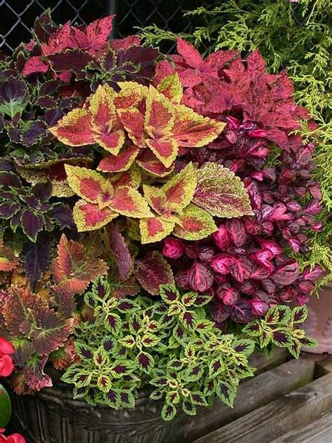 Tips For Growing Colorful Coleus Plants Maybe In The Flower Bed In