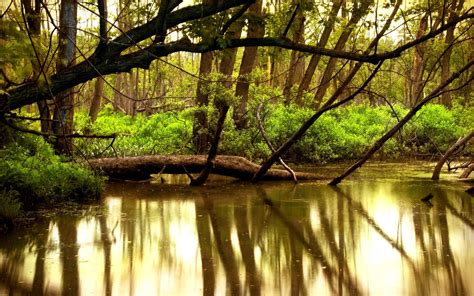 Online Crop Brown And Green Tree Branch River Reflection Forest