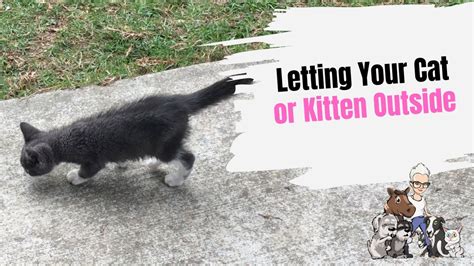 Episode 41 Letting Your Cat Or Kitten Outside For The First Time Youtube