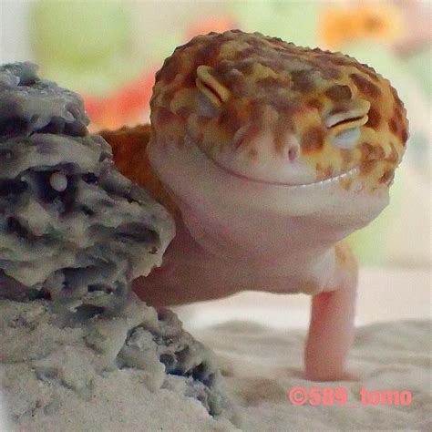 Happy Looking Leopard Gecko From Japan Could Put A Smile On Anyones