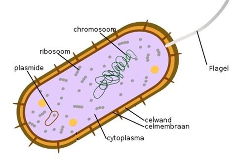 Wat Zijn Celorganellen De Cel