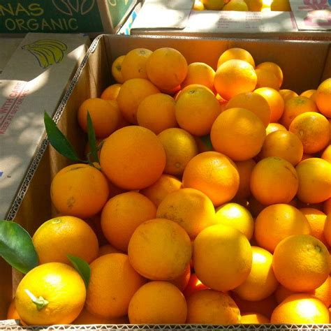 Fresh South African Citrus Fruitsmandarin Orangefresh Orangelist Of