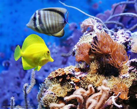 Tlcharger Fond Decran Aquarium Poisson Couple Fonds Decran Gratuits