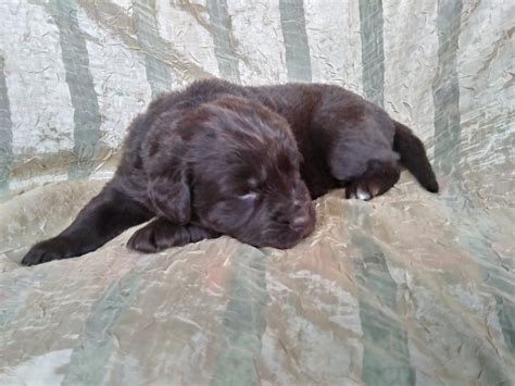 Newfoundland Dog Puppies For Sale Dresden Oh 272831