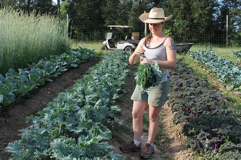 We link to vendors to help you find kale is ready to pick approximately 60 days after seeds have been planted. Why the Kale Not? by- Aaliyah Jeffries | Chew on That