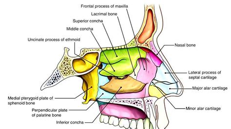 Anatomy Of The Nasal Cavity