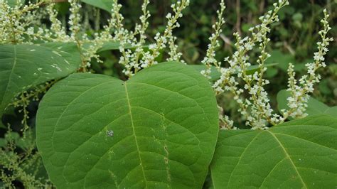 Why Surrey County Council Switched To Japanese Knotweed Ltd Japanese