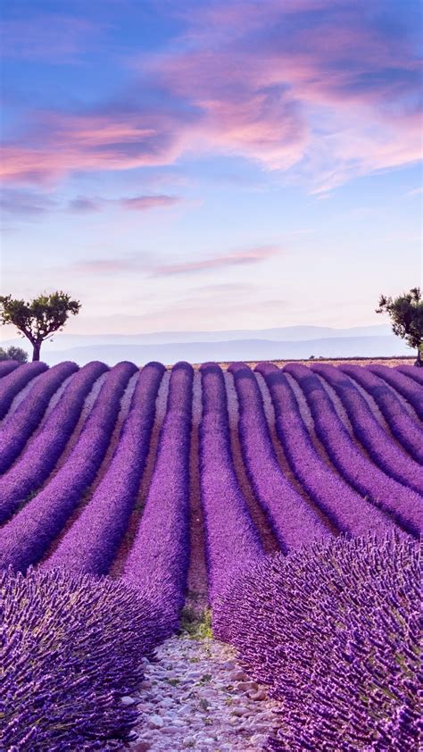 lavender field with trees in the distance