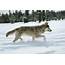 Did You Know Idaho’s Wolf Hunting Rules Have Changed  Living With Wolves