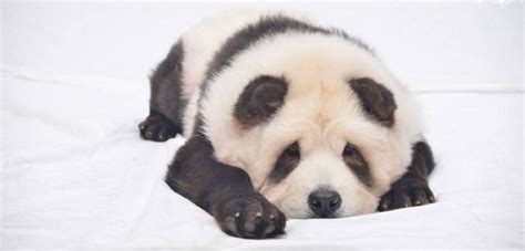 【chow Chow Panda 】 History Photos And More 【2020】