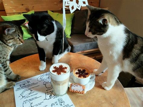 The 5 Best Cat Cafes In Poland