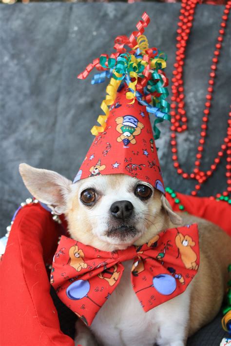 Chihuahua In Birthday Hat Happy Birthday Chihuahua Cute Chihuahua