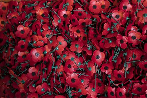 Remembrance Day Why We Wear Poppies And When To Start Wearing Them