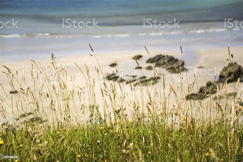 Plants In The Beach Stock Photo Download Image Now Agricultural