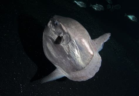 Mola mühlstein, auch mola, meermond, sonnenfisch) gilt als der größte knochenfisch der welt. Mondfisch (Mola mola) (3) - DocCheck