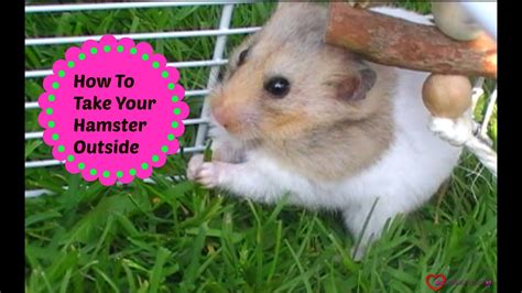 How To Take Your Hamster Outside Youtube