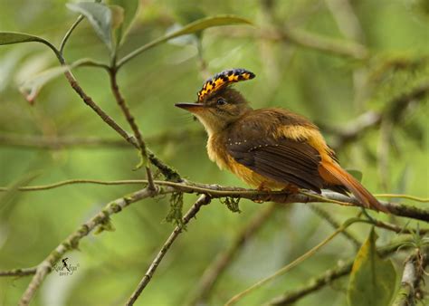 Mosquero Real Royal Flycatcher Onychorhynchus Coronat Flickr