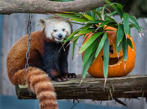 Portrait Of A Happy Red Panda Photograph By Greg Nyquist Pixels