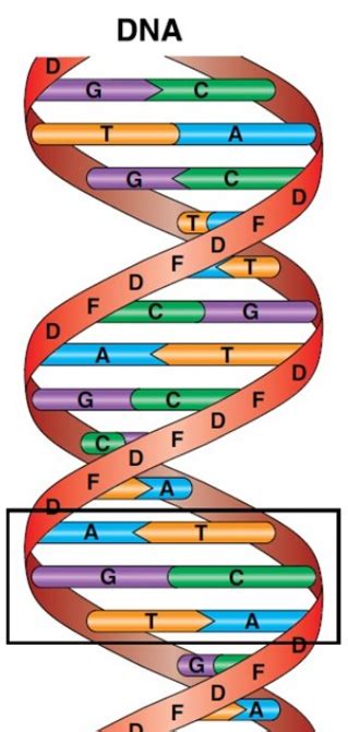 Explain Watson And Crick Model Of DNA