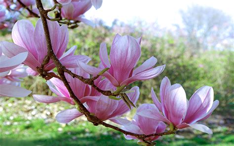 Magnolia Flowers Pink 0231