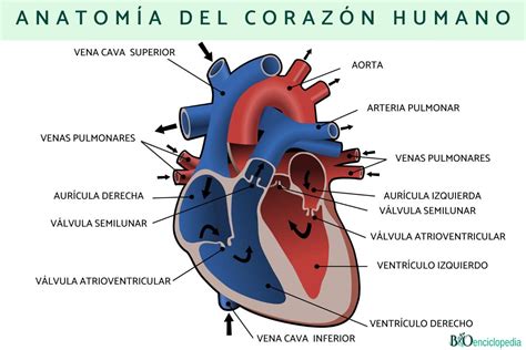 Corazón Humano Anatomía Y Función Resumen