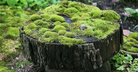Carpet Of Green Moss Covered Garden Creates A Vivid Landscape