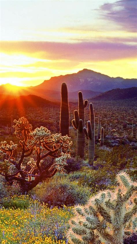 The Vegetation Of The Sonoran Desert At Sunset Backiee