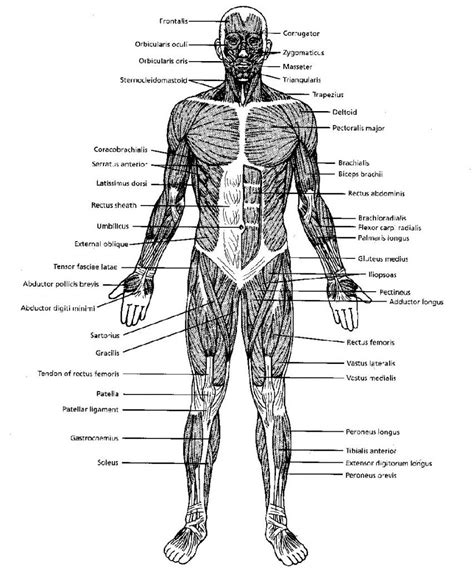 Black And White Muscular System Diagram Label Muscles Worksheet