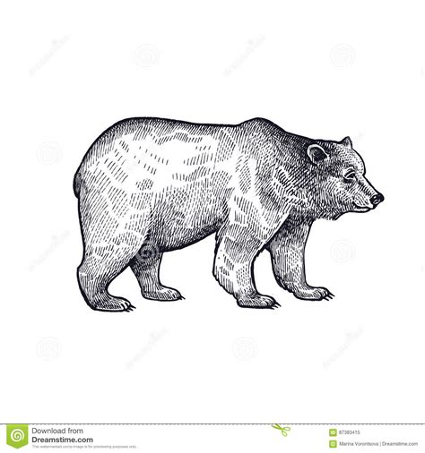 Forest Animals Bear Illustration Stock Vector