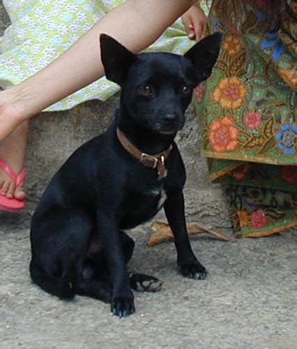 Arriba 100 Foto Perro Chihuahua Cabeza De Manzana Negro Lleno