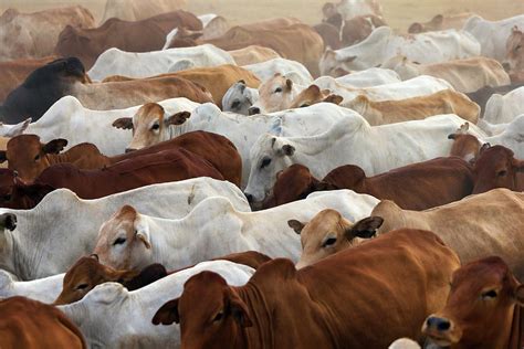 Herd Of Boran Cattle Kenya By Martin Harvey