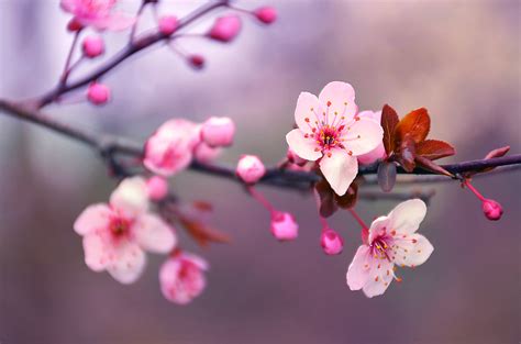 Fiori di ciliegio: significato, caratteristiche, quando e ...